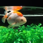 701BFE36-8021-4A4E-A875-D7C96A8DFAD6