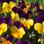 A87DB802-32F2-4890-85A6-00AE4C70479E