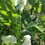 D19B536A-BEFC-4478-B247-9E8F452E70DB