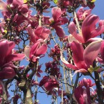 FA79A4C5-431B-4E0B-90F5-F30CBAC707A2