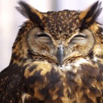 9A429EA2-CE63-4AB0-B24B-3856444CE634