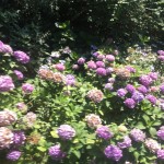 A278B06B-2DF4-48B7-BE9A-7A7D4C4C9743