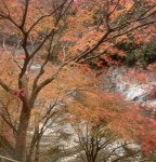 205D6680-33B1-4F0B-9335-AD4DCA76A8B8