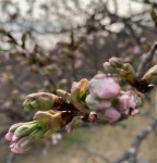 9FE18590-1CDD-44AC-9A50-7DCD82468D55