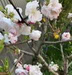 B1DC29C6-DFE0-40D0-A673-9B0B898BA0B8