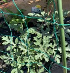 363821B6-0040-45F4-A162-63555D36612B