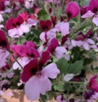 60B5CCEC-4E63-4EC5-90FE-815DC5A993FD