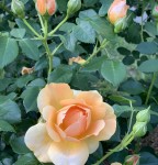 7814C5F7-AC8A-49AD-A4A5-F3596B7EAA6C