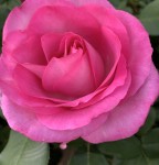 FDE2DA45-288B-4EF6-9EED-7791EEDE7B7E